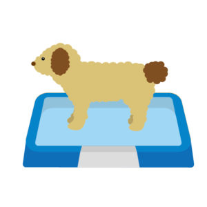 トイレトレーニング　日野　犬　ワンちゃん