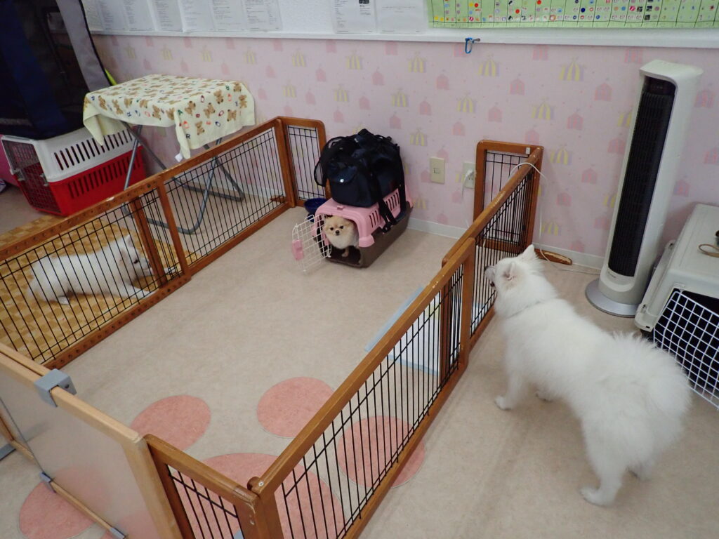 ワンちゃんが室内で過ごしている様子